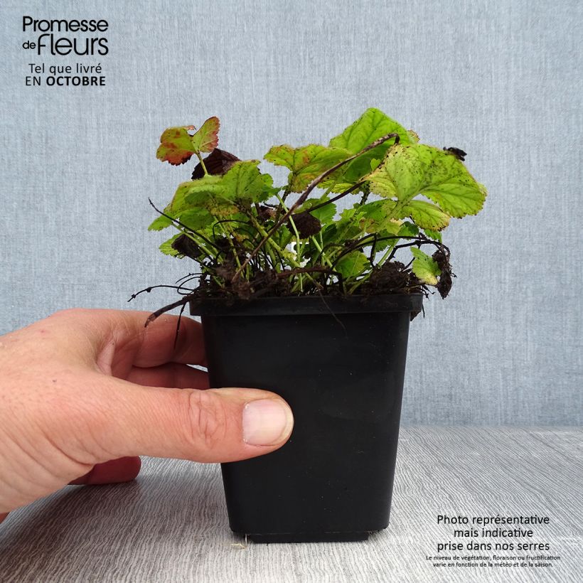 Ejemplar de Geum coccineum Koi - Hierba de San Benito Maceta de 8/9 cm entregado en otoño