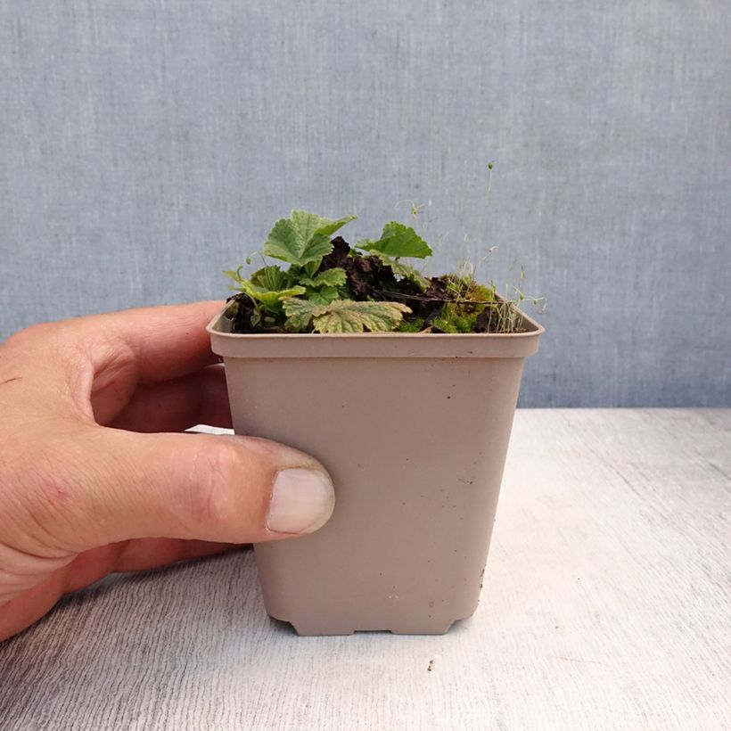 Ejemplar de Geum coccineum Werner Arends - Hierba de San Benito Maceta de 8/9 cm entregado en verano