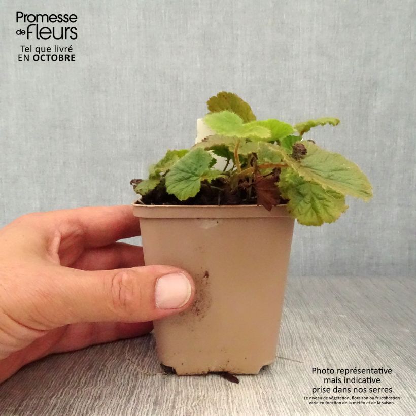 Ejemplar de Geum coccineum Cocktail Sea Breeze - Hierba de San Benito Maceta de 8/9 cm entregado en otoño