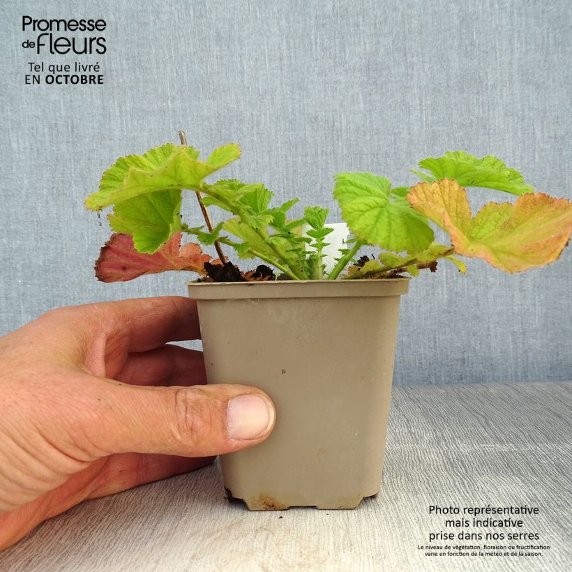 Ejemplar de Geum Coral Tempest - Hierba de San Benito Maceta de 8/9 cm entregado en otoño