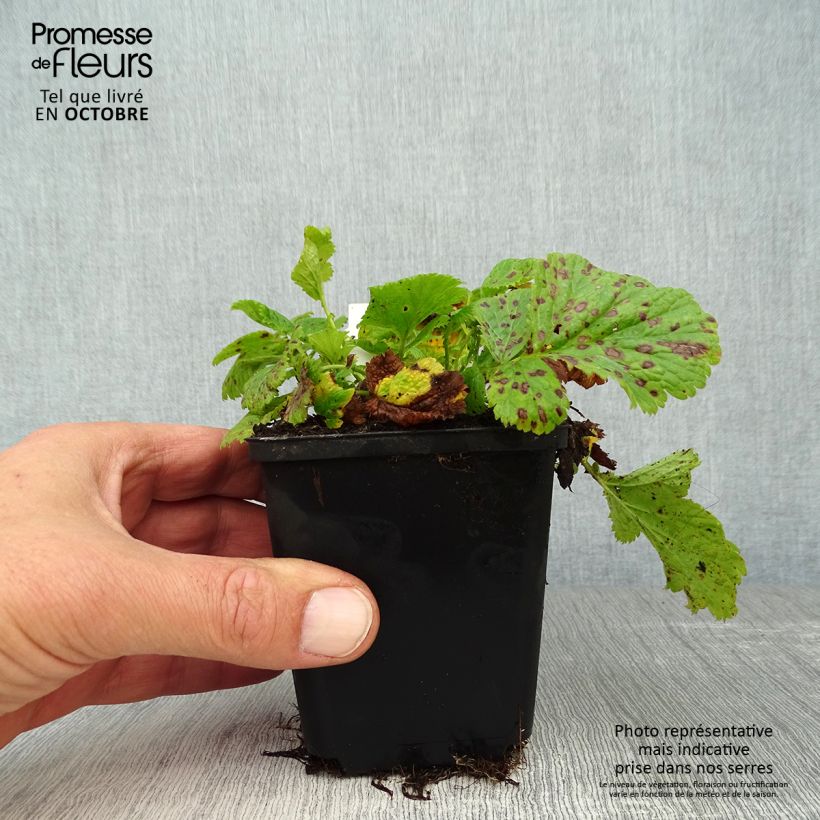 Ejemplar de Geum Cosmopolitan - Hierba de San Benito Maceta de 8/9 cm entregado en otoño