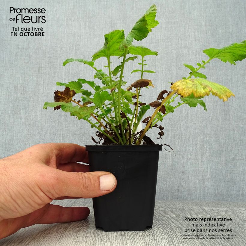 Ejemplar de Geum chiloense Feuerball - Hierba del Clavo Maceta de 8/9 cm entregado en otoño