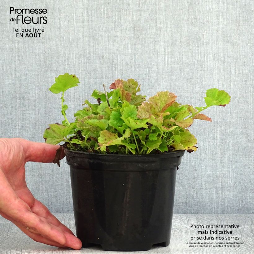 Ejemplar de Geum Flames of Passion - Hierba de San Benito Maceta 2L/3L entregado en verano