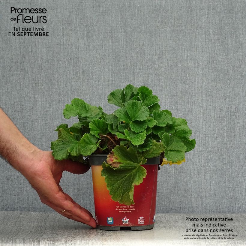 Ejemplar de Geum rivale Mai tai - Hierba de San Benito Maceta 2L/3L entregado en otoño