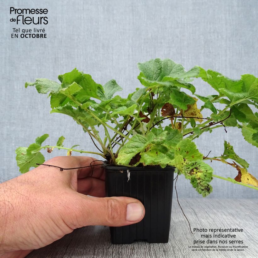 Ejemplar de Geum rivale Mai tai - Hierba de San Benito Maceta de 8/9 cm entregado en otoño