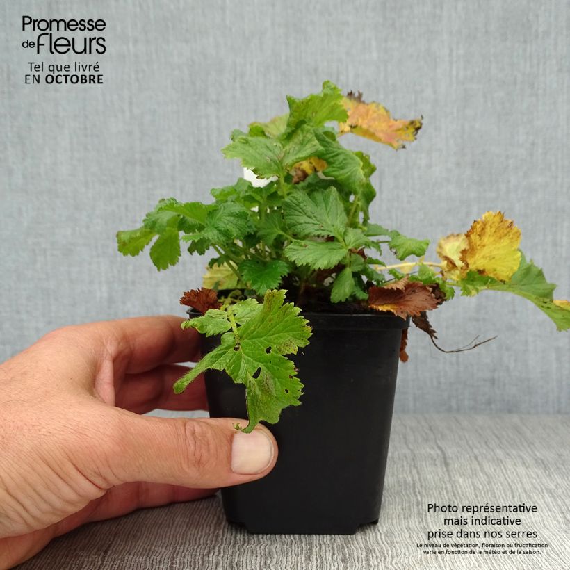 Ejemplar de Geum coccineum Nonna - Hierba de San Benito Maceta de 7/8 cm entregado en otoño