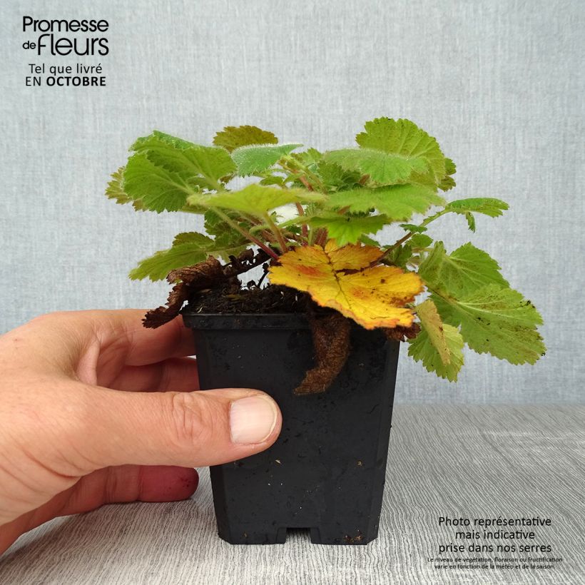 Ejemplar de Geum Prinses Juliana - Hierba de San Benito Maceta de 8/9 cm entregado en otoño