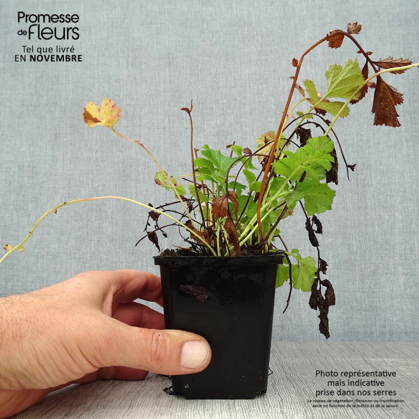 Ejemplar de Geum rivale Leonard's Variety - Hierba de San Benito Maceta de 7/8 cm entregado en otoño