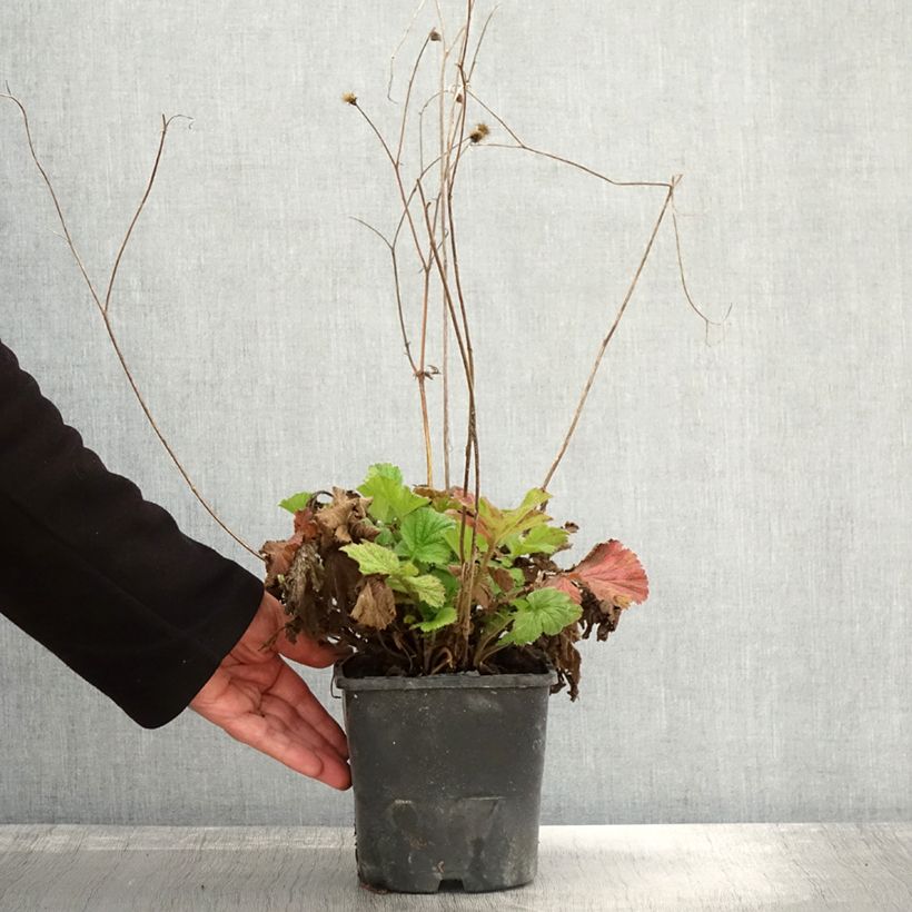 Ejemplar de Geum Scarlet Tempest - Hierba de San Benito Maceta 2L/3L entregado en otoño