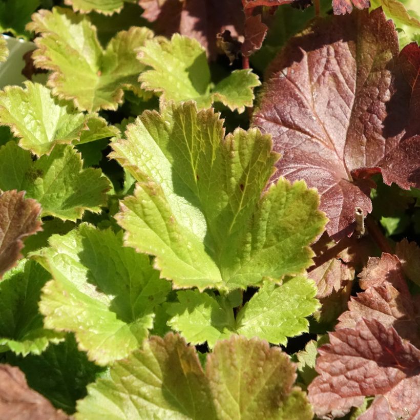 Geum Tempo Rose - Hierba de San Benito (Follaje)