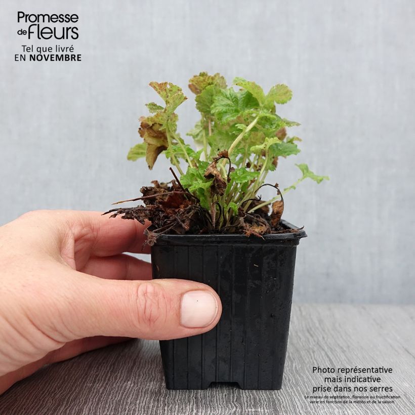 Ejemplar de Geum Tempo Rose - Hierba de San Benito Maceta de 8/9 cm entregado en otoño