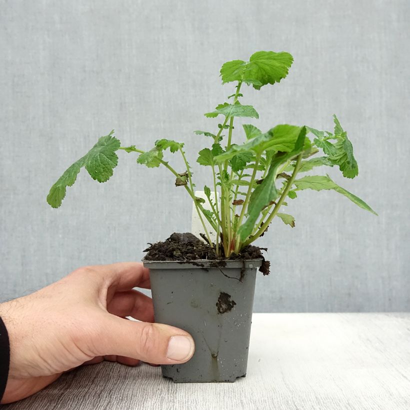 Ejemplar de Geum Cocktail Tequila Sunrise - Hierba de San Benito Maceta de 8/9 cm entregado en otoño