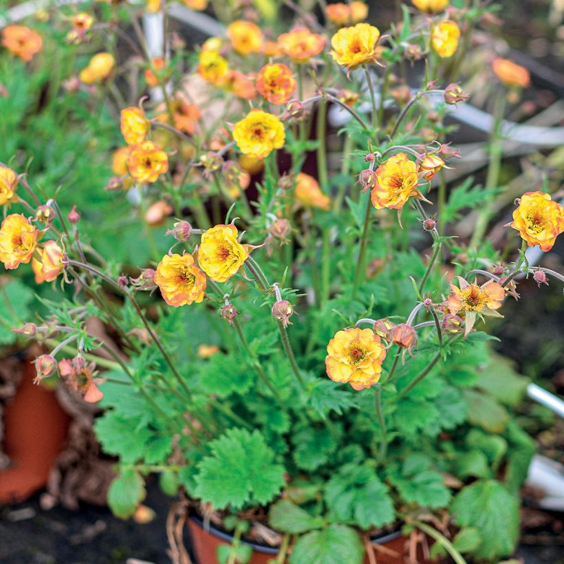 Geum Tutti Frutti - Hierba de San Benito (Porte)