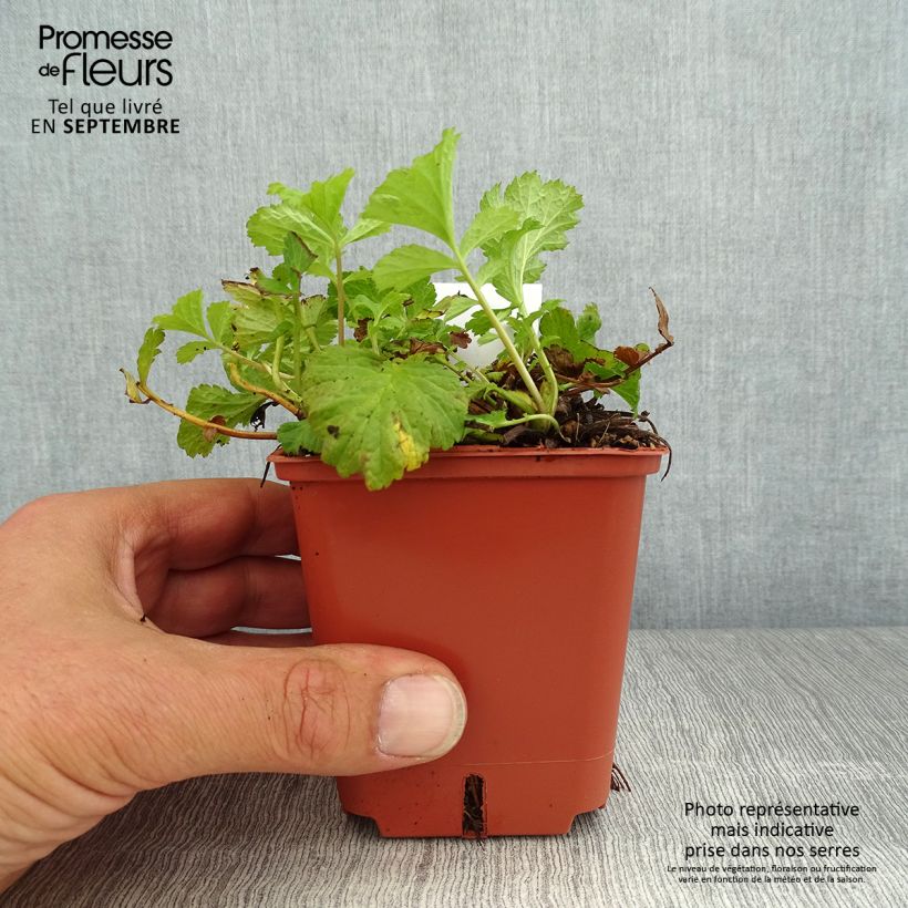 Ejemplar de Geum Tutti Frutti - Hierba de San Benito Maceta de 8/9 cm entregado en verano