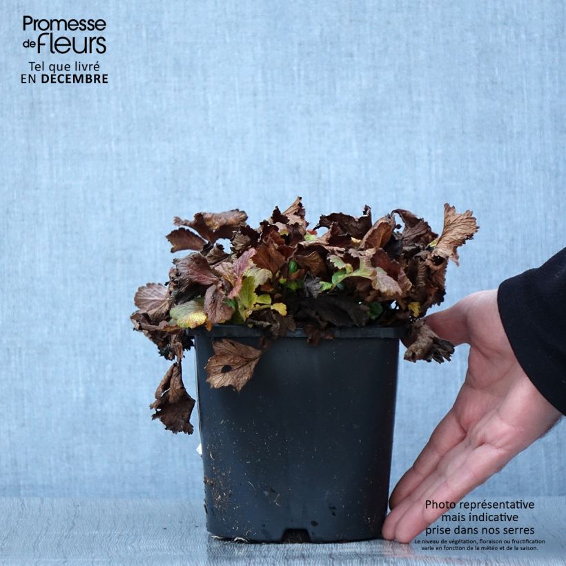 Ejemplar de Geum Tutti Frutti - Hierba de San Benito Maceta 2L/3L entregado en otoño