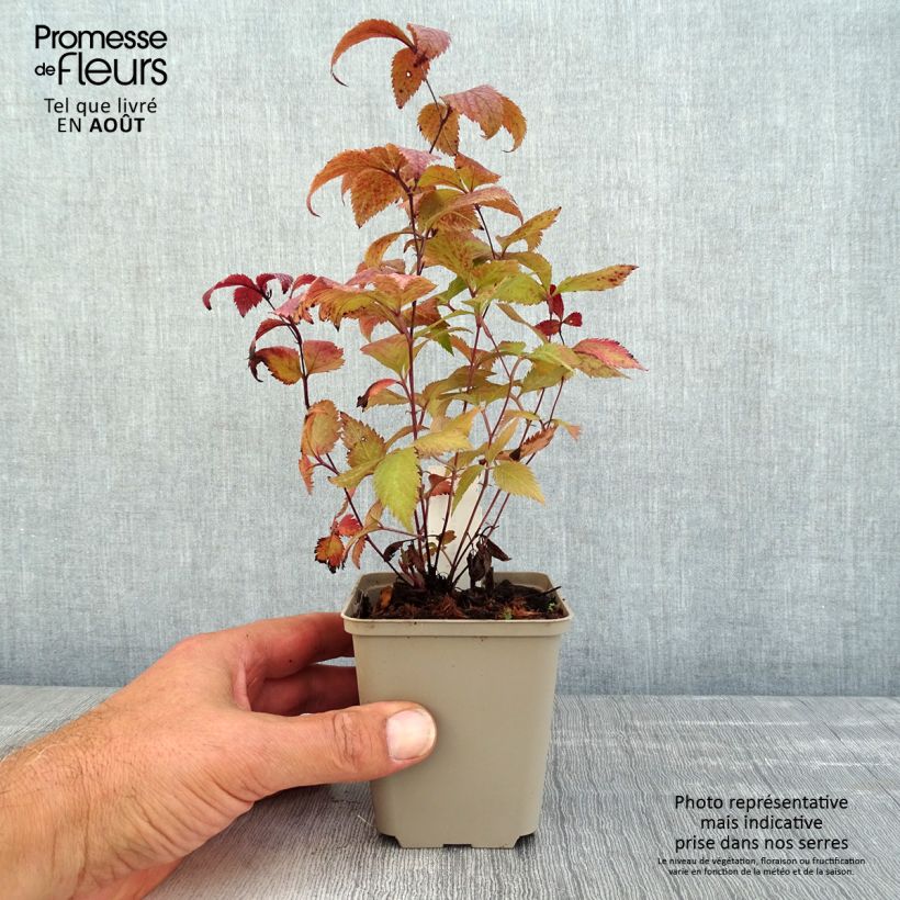 Ejemplar de Gillenia trifoliata Pink Profusion Godet de 8/9 cm entregado en verano