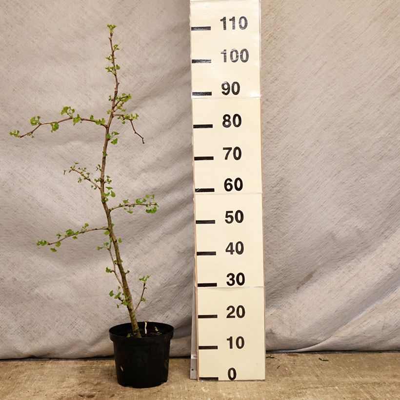 Gingo biloba Blagon - Árbol sagrado Maceta 7,5L/10LAltura de entrega aprox. 60/+cm Ejemplar entregado en la primavera