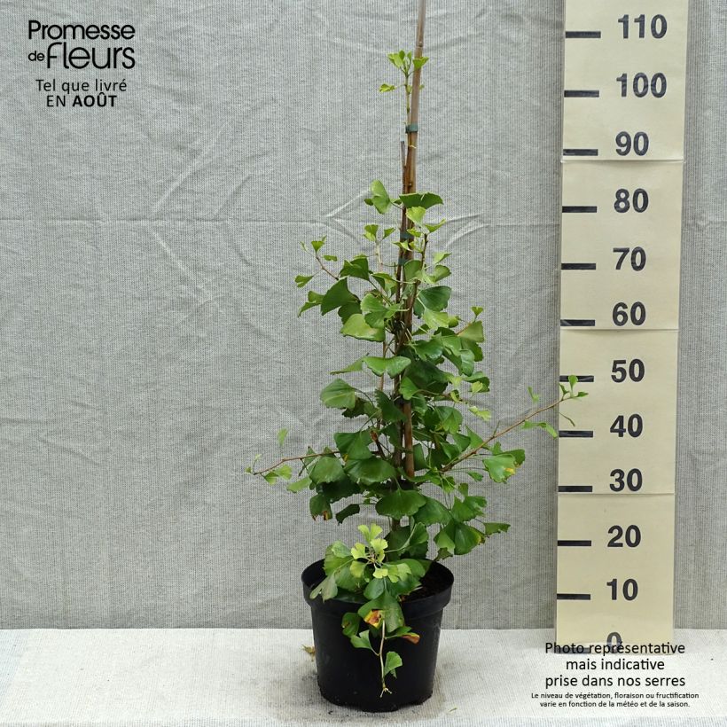 Ejemplar de Gingo biloba Autumn Gold - Árbol sagrado Maceta 7,5L/10LAltura de entrega aprox. 80/100cm entregado en verano