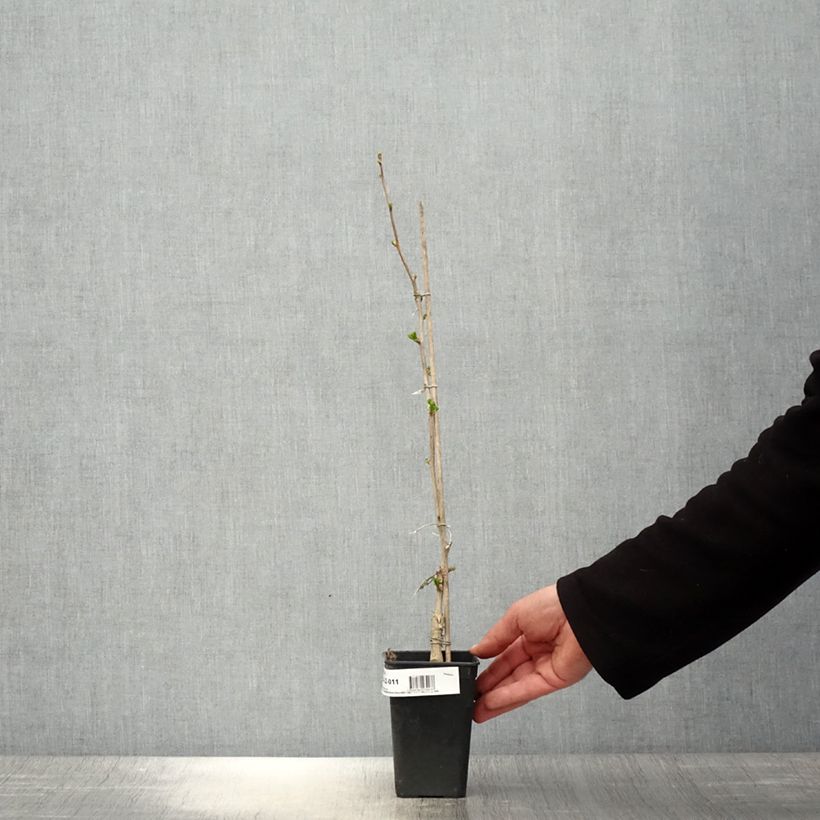 Gingo biloba fastigiata Gold Flame - Árbol sagrado Maceta 1L/1,5LAltura de entrega aprox. 50/60cm Ejemplar entregado en la primavera