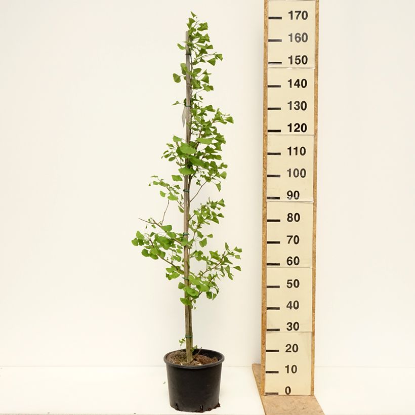 Gingo biloba fastigiata Gold Flame - Árbol sagrado Maceta 7,5L/10LAltura de entrega aprox. 140/150cm Ejemplar entregado en la primavera