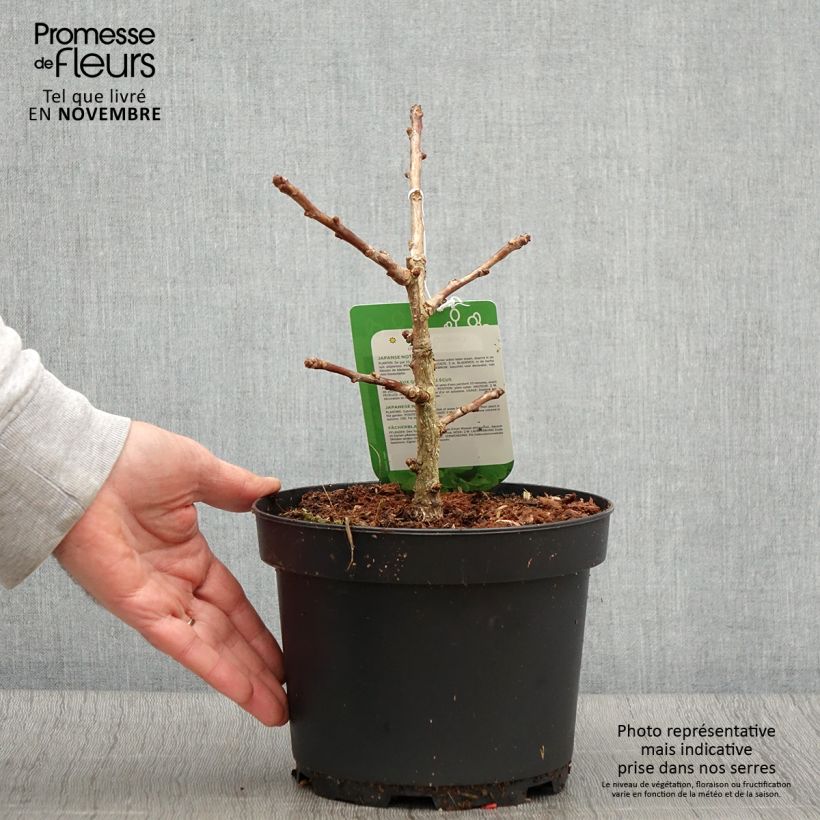 Ejemplar de Gingo biloba Mariken - Árbol sagrado Maceta 2L/3L entregado en otoño