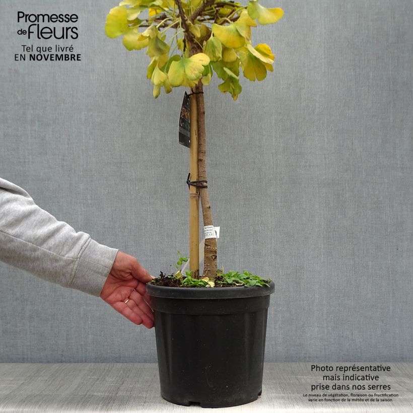 Ejemplar de Gingo biloba Mariken - Árbol sagrado Maceta 7,5L/10L entregado en otoño