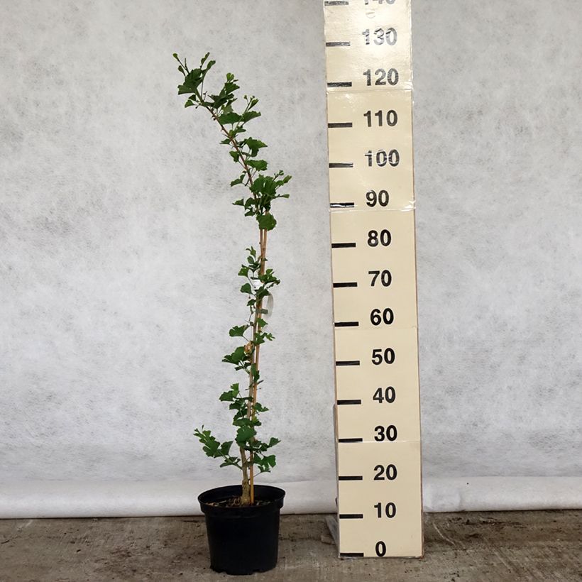 Gingo biloba Menhir - Árbol sagrado Maceta 4L/5LAltura de entrega aprox. 80/100cm Ejemplar entregado en la primavera