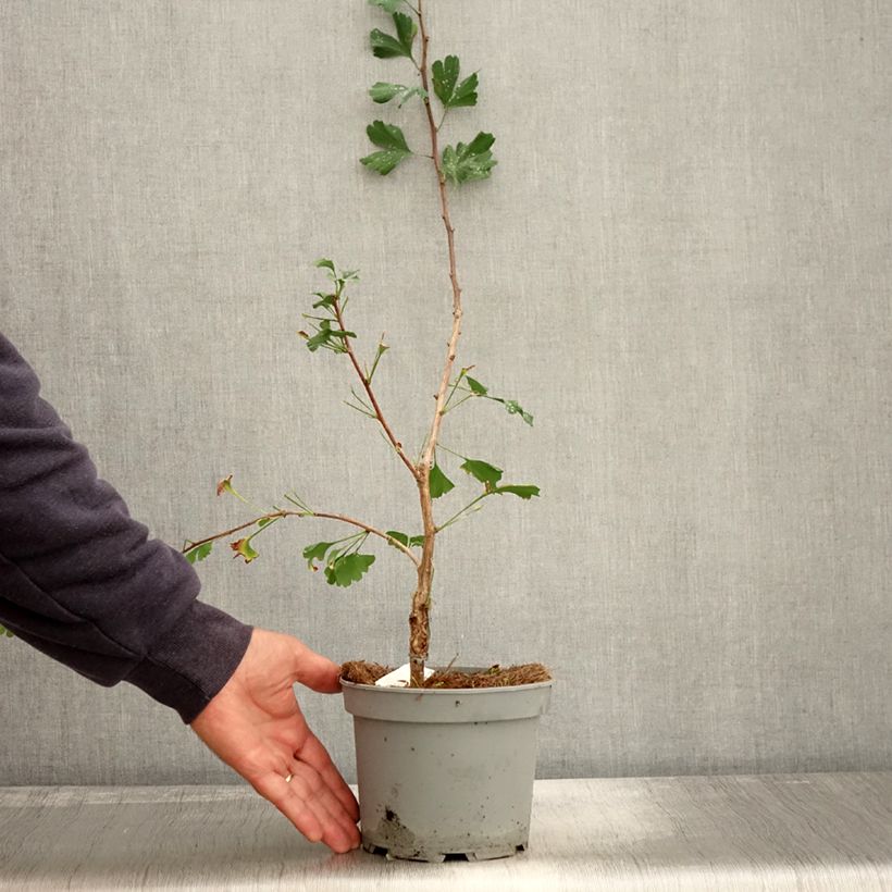 Ejemplar de Gingo biloba Menhir - Árbol sagrado Maceta 2L/3L entregado en otoño