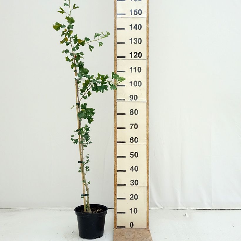 Ejemplar de Gingo biloba Menhir - Árbol sagrado Maceta 4L/5L entregado en verano