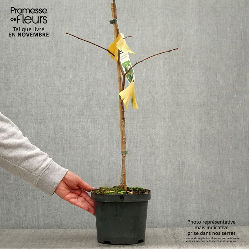 Ejemplar de Gingo biloba - Árbol sagrado Maceta 2L/3L entregado en otoño