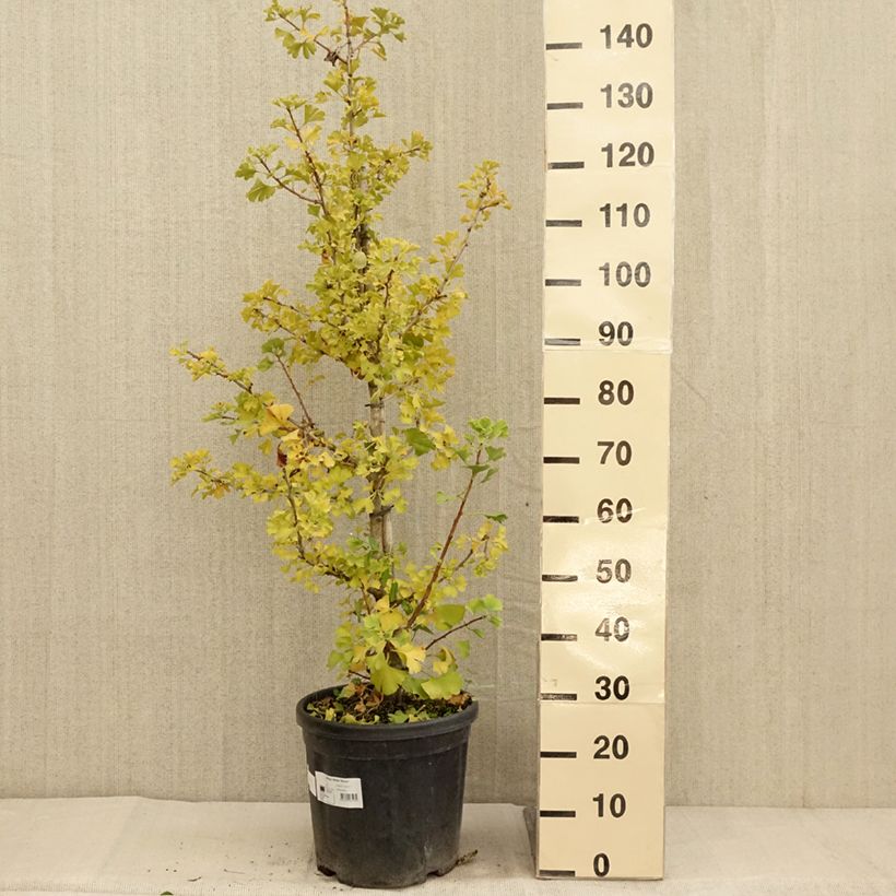 Ejemplar de Gingo biloba Simon - Árbol sagrado Maceta 18L/20L entregado en otoño