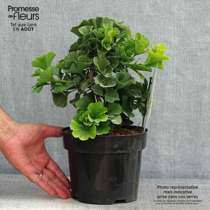Ejemplar de Gingo biloba Troll - Árbol sagrado Maceta 2L/3LAltura de entrega aprox. 20/30cm entregado en verano