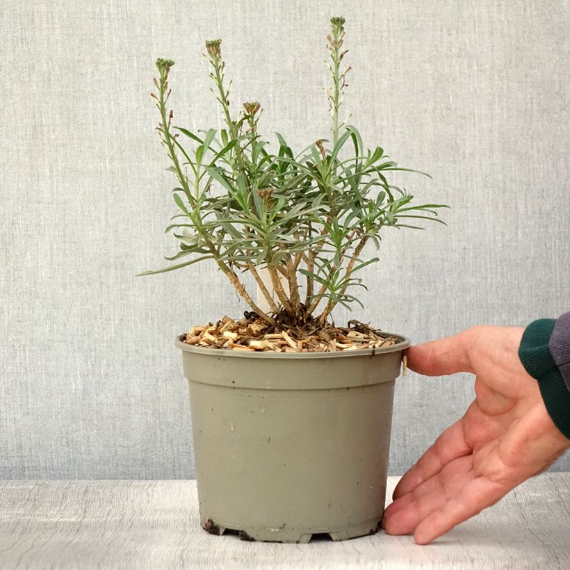 Ejemplar de Erysimum Bowles Mauve - Alhelí Maceta 2L/3L entregado en otoño