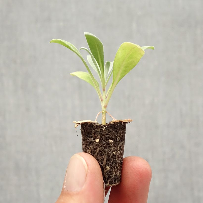 Ejemplar de Matthiola incana Heritage Scarlet minicepellón: Ø 1,5/2,5 cm entregado en otoño