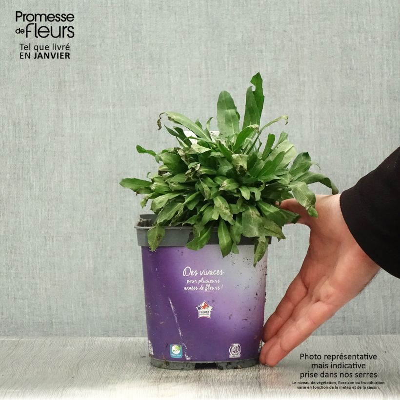 Erysimum Spice Island - Alhelí Maceta 2L/3L Ejemplar entregado en invierno