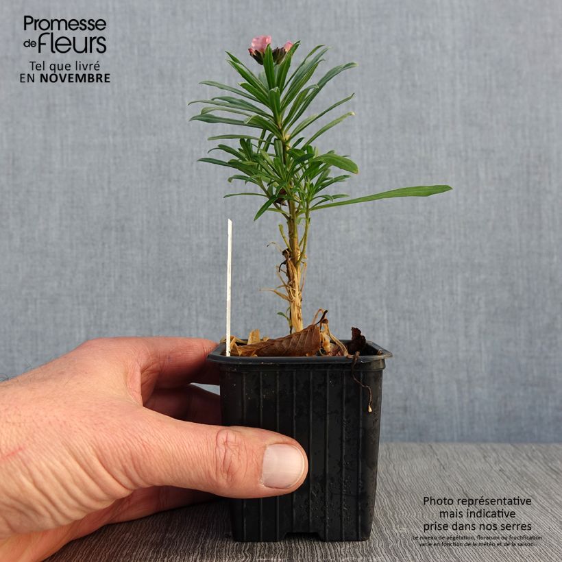 Ejemplar de Erysimum Poem Lavender - Alhelí Maceta de 8/9 cm entregado en otoño