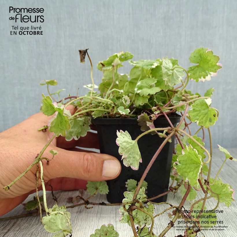 Ejemplar de Glechoma hederacea Variegata - Hiedra terrestre​ Maceta de 8/9 cm entregado en otoño