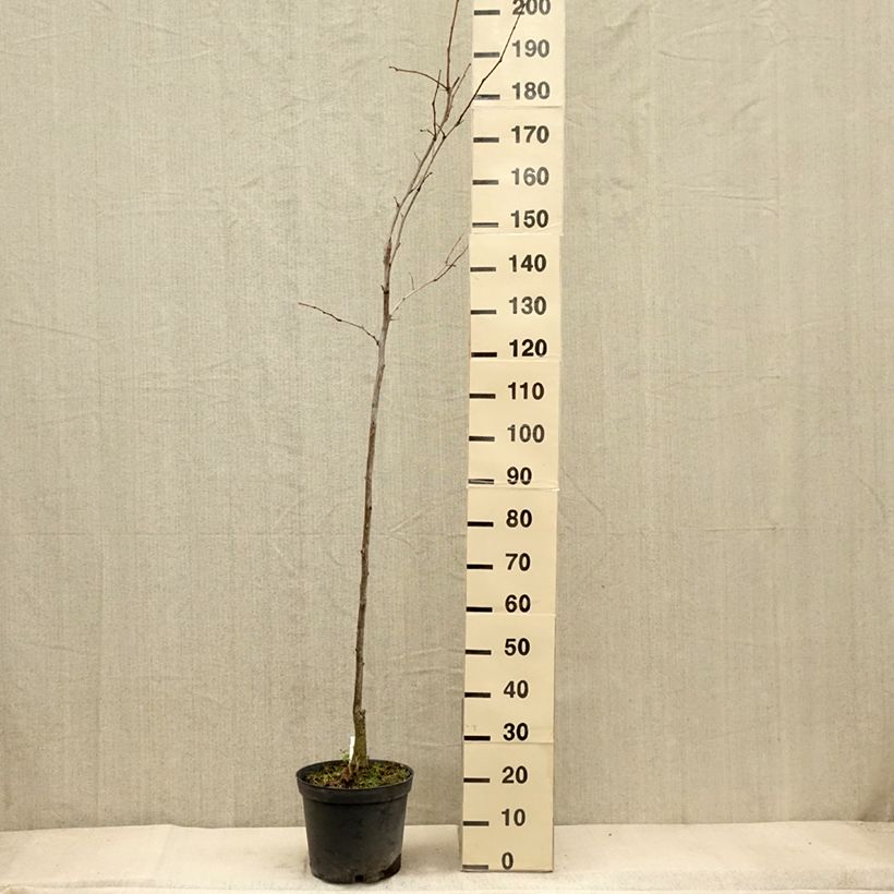 Ejemplar de Gleditsia triacanthos Shademaster - Acacia de tres espinas Maceta 7,5L/10L entregado en otoño