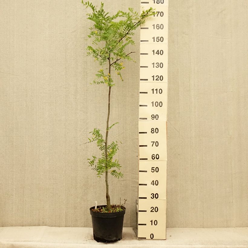 Ejemplar de Gleditsia triacanthos Shademaster - Acacia de tres espinas Maceta 7,5L/10LAltura de entrega aprox. 100/125cm entregado en verano