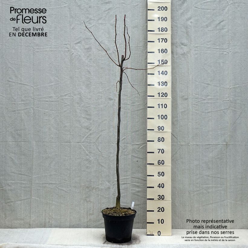Ejemplar de Gleditsia triacanthos Skyline - Acacia de tres espinas Maceta 7,5L/10L entregado en otoño