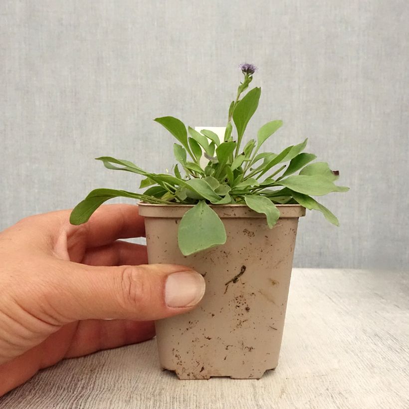 Ejemplar de Globularia punctata - Coronilla de fraile Maceta de 8/9 cm entregado en verano