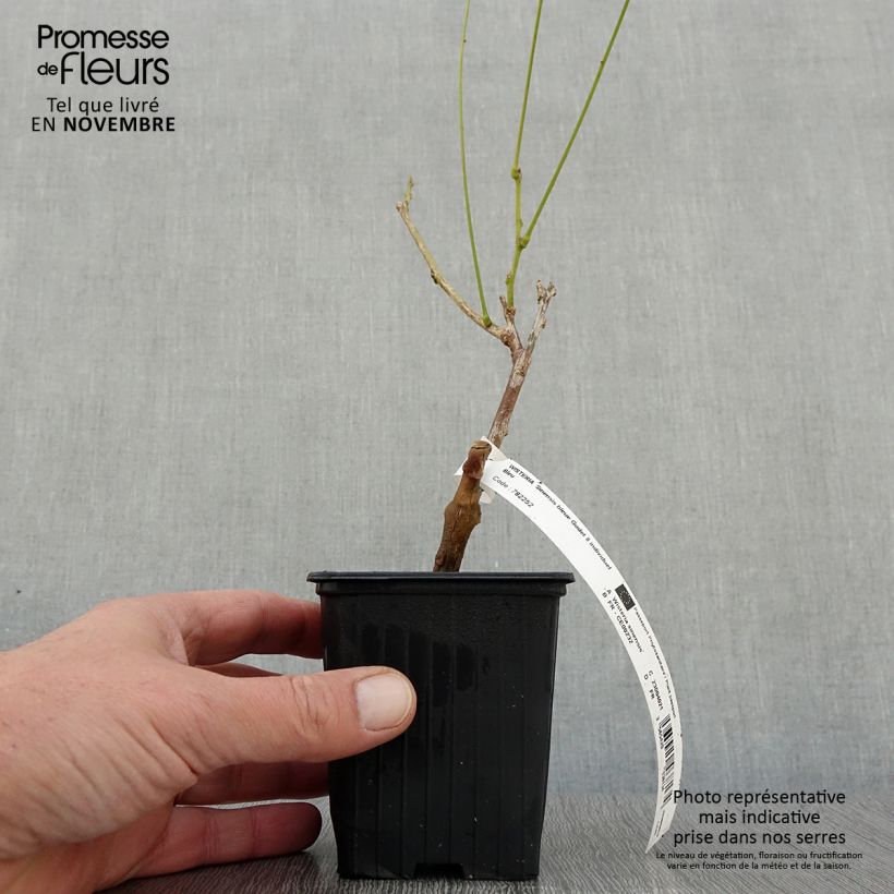 Ejemplar de Wisteria sinensis - Glicinia Maceta de 8/9 cm entregado en otoño