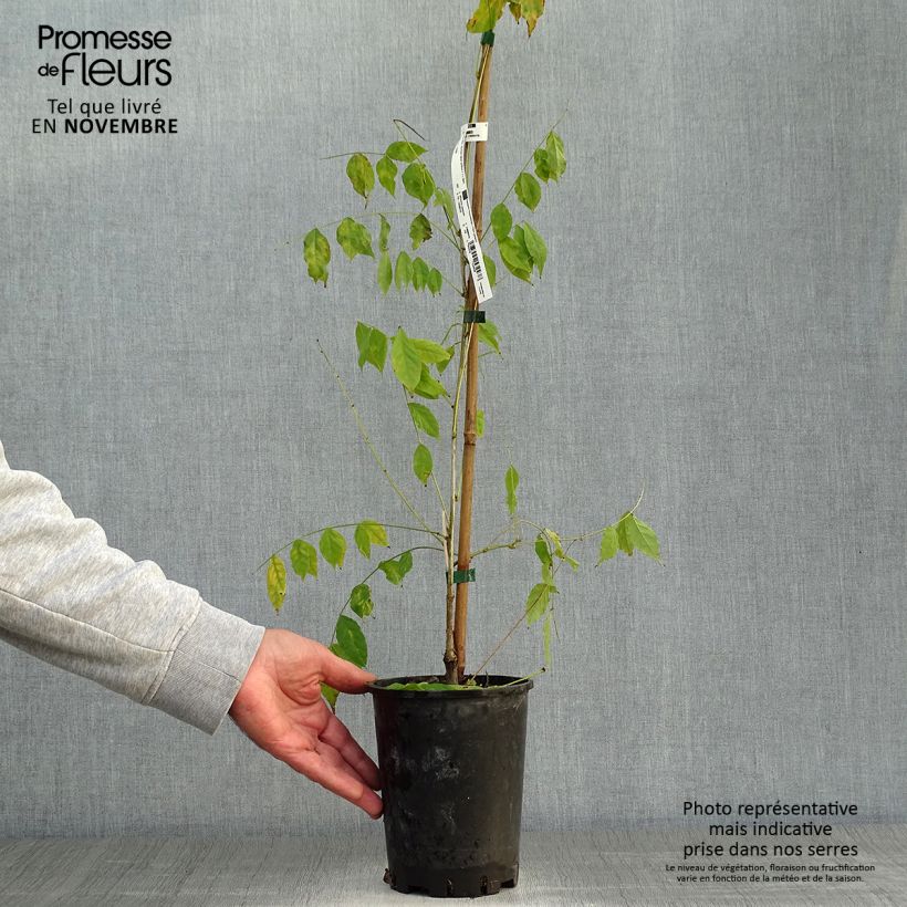 Ejemplar de Wisteria sinensis - Glicinia Maceta 2L/3L entregado en otoño
