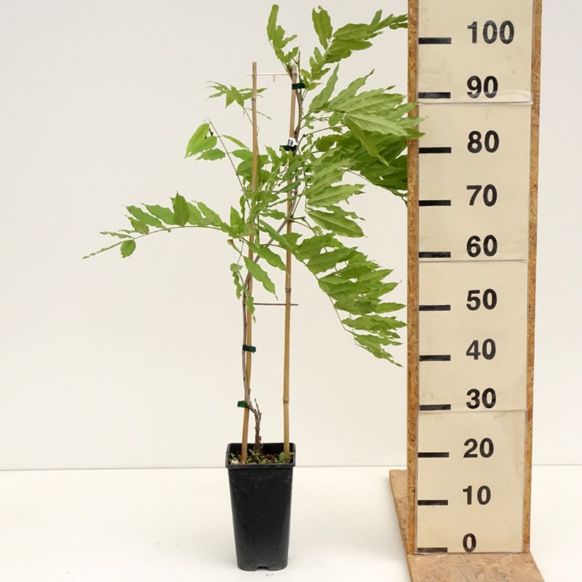 Wisteria formosa - Glicinia Maceta 3L/4LAltura de entrega aprox. 80/120cm Ejemplar entregado en la primavera