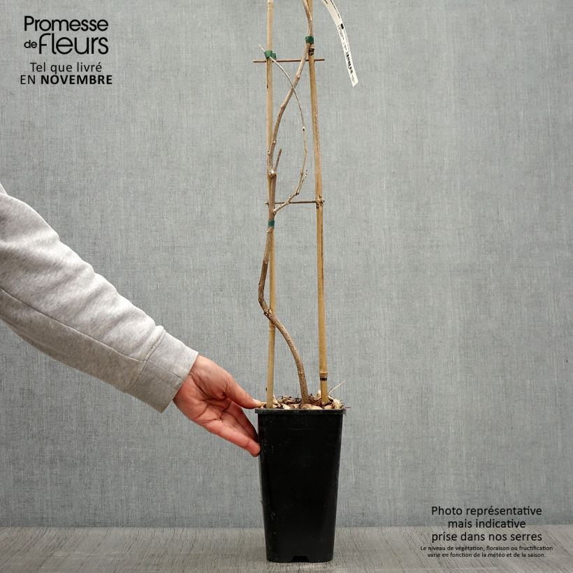 Ejemplar de Wisteria floribunda - Glicinia japonesa Maceta 3L/4L entregado en otoño