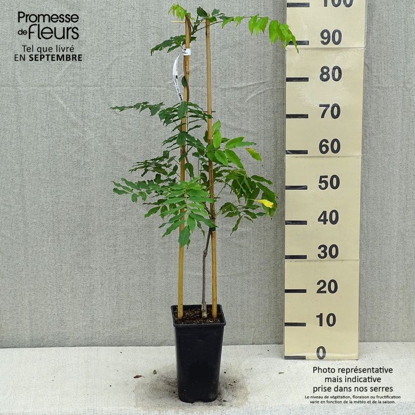 Ejemplar de Wisteria floribunda Honbeni - Glicinia japonesa Maceta 2L/3L entregado en otoño