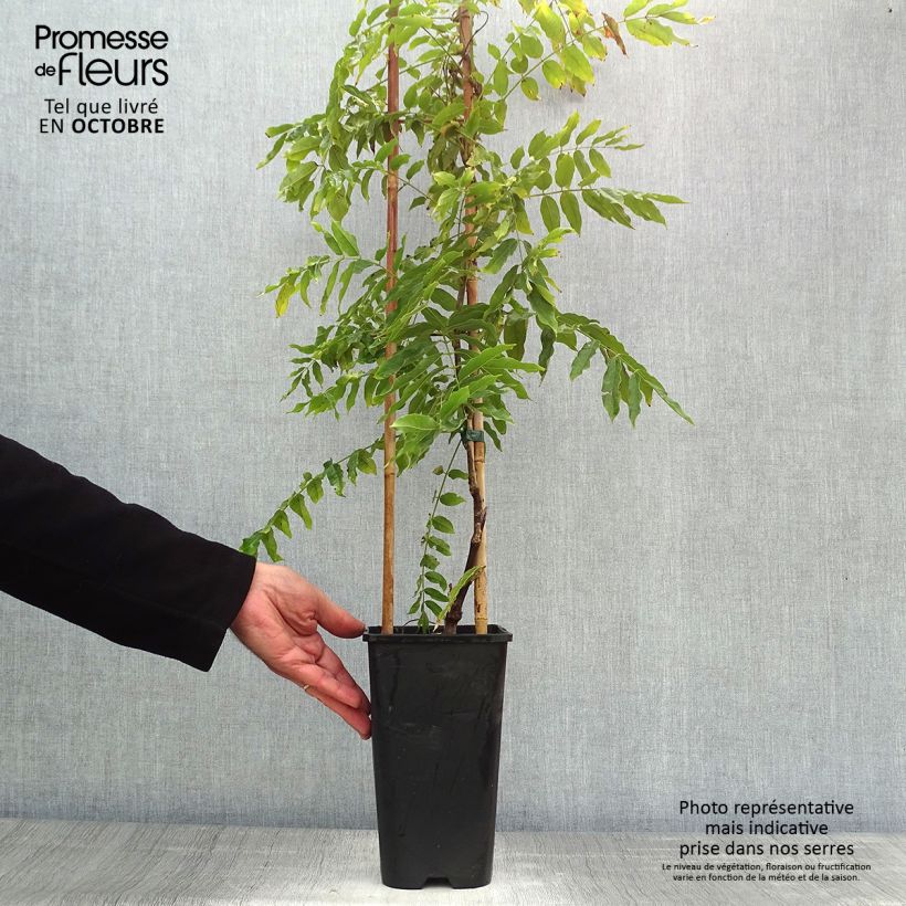 Ejemplar de Wisteria floribunda Macrobotrys - Glicinia japonesa Maceta 2L/3L entregado en otoño