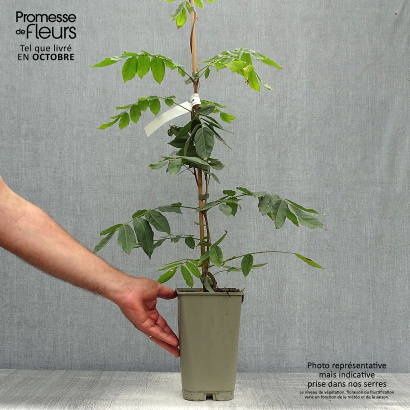 Ejemplar de Wisteria venusta - Glicina japonesa Maceta 2L/3L entregado en otoño