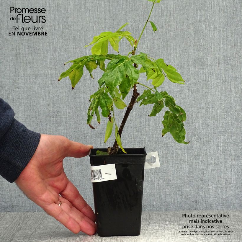 Ejemplar de Wisteria venusta Grande Diva Nathalie - Glicina japonesa Maceta 1L/1,5L entregado en otoño