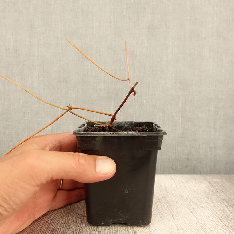 Ejemplar de Legumbre papa - Apios americana Maceta de 8/9 cm entregado en verano